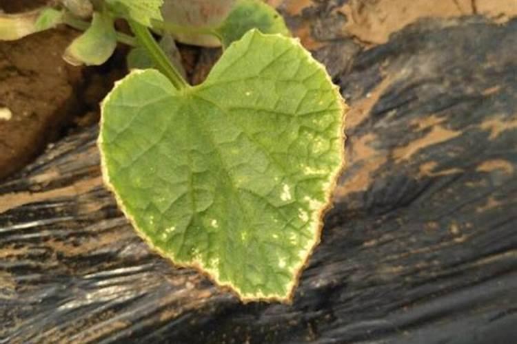 豆角追肥用什么肥料