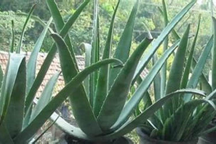 橘子树什么时候施肥 橘子树哪时候施肥比较好