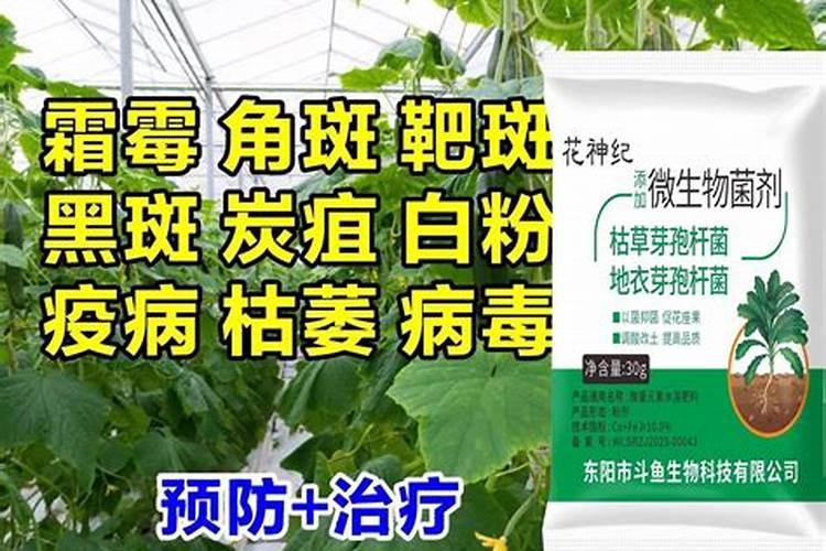 柑橘灰霉病防治措施,赶紧收藏刚好用得上!