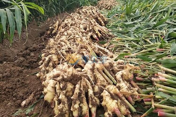 种生姜用什么肥料好