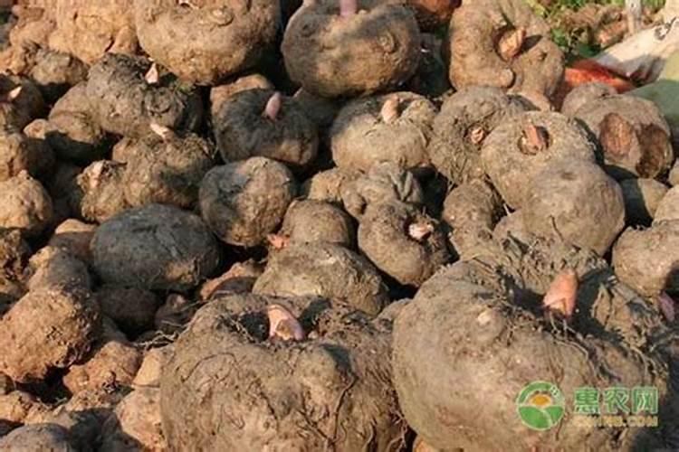 魔芋用什么肥料最好