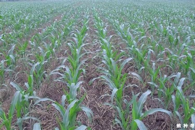 玉米底肥一次性施肥 氮磷钾 各用多少？