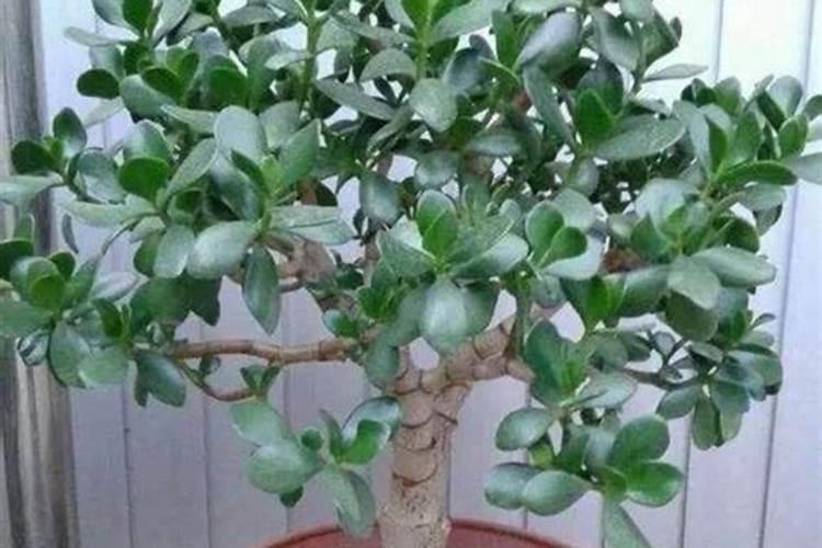 文心兰开完花怎么办