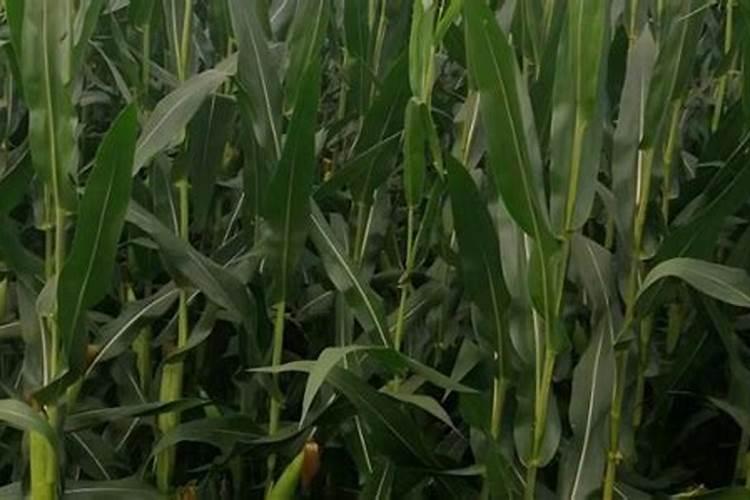 玉米追肥用什么肥料比较好
