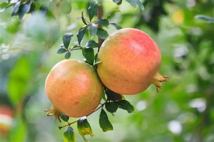 甜石榴要施哪几种肥料