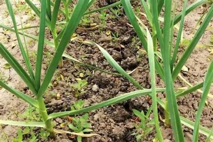 无花果用什么肥料 该如何管理