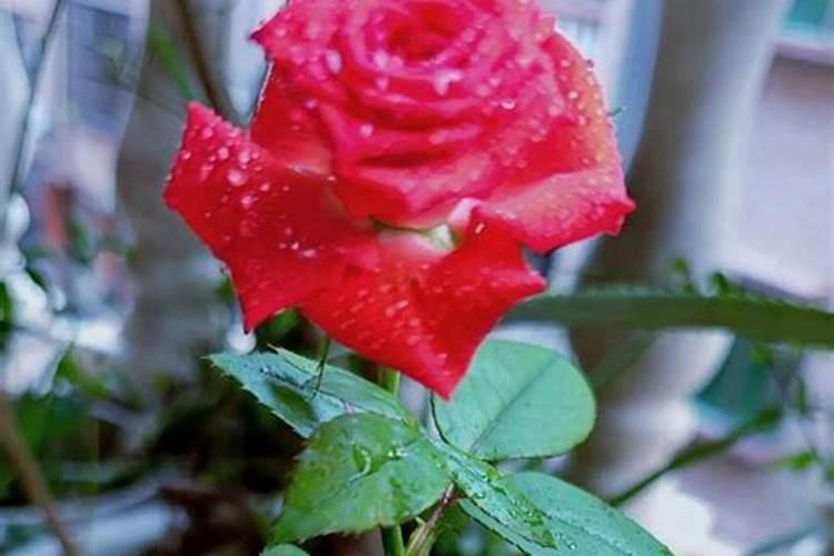 盆栽芋头出来后需要施肥吗 芋头是喜钾作物