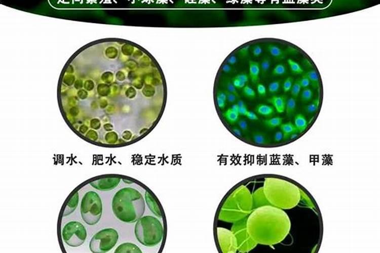 李子树开花,不结果用什么农药？