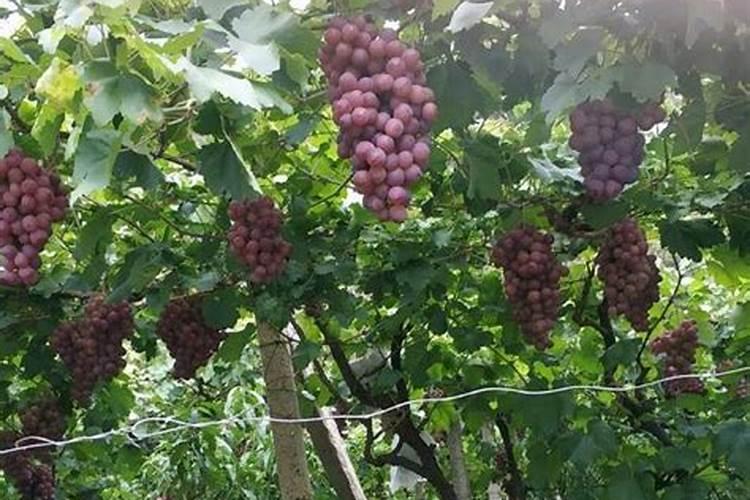 辣椒只开花不结果是为什么要喷点什么药