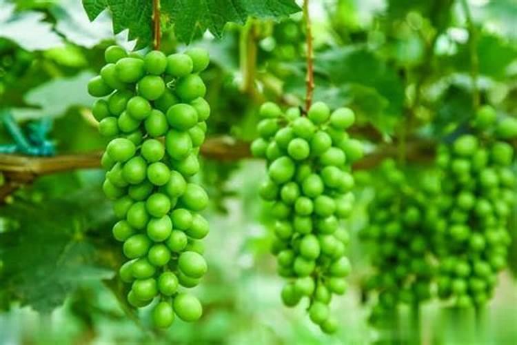 种菜施什么复合肥