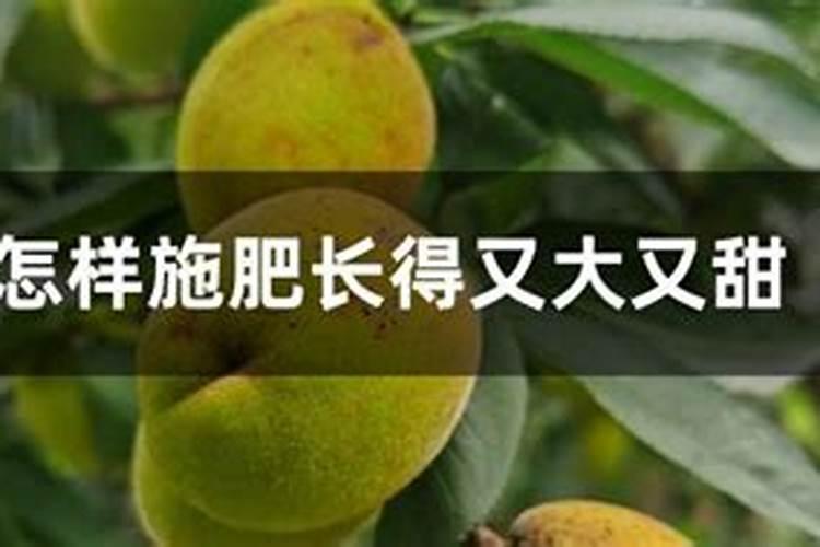 水培植物如何施肥？