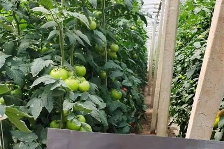 榕树盆景叶子发黄掉叶应该怎么办？