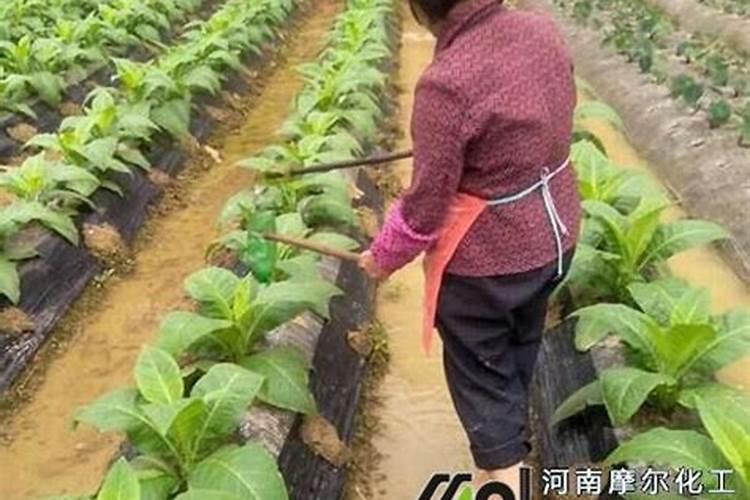 小麦怎样利用芸苔素内酯
