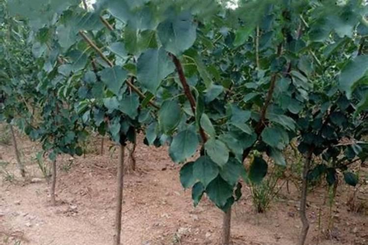 杏花花期应施用什么叶面肥？ 赤霉酸在各种蔬菜上的使用方法及注意事项...