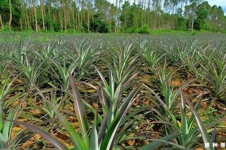 氮磷钾肥分别有什么作用