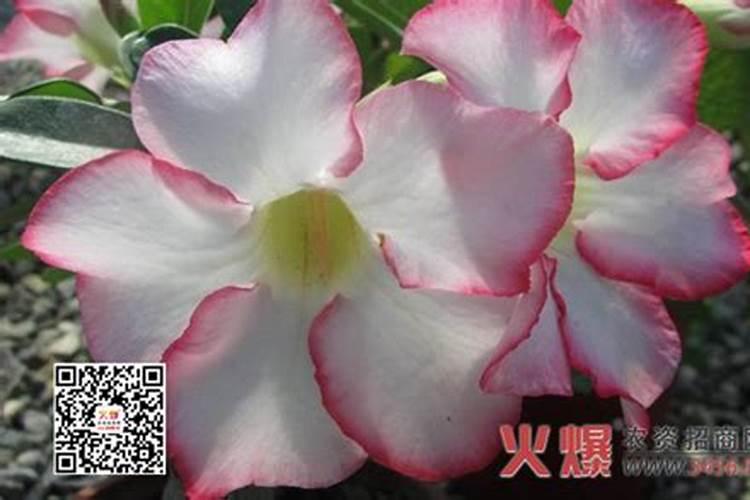 水溶肥和复合肥的区别是什么