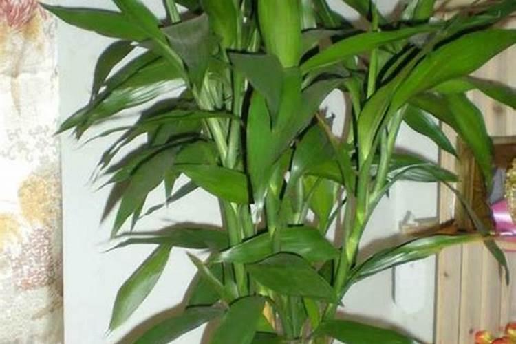 康乃馨花期需要施肥吗