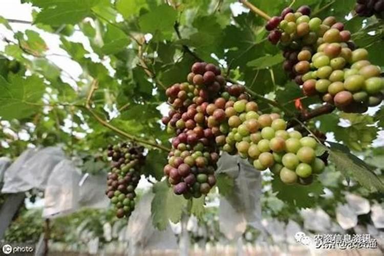 葡萄花期前后如何管理？需要施哪些肥？