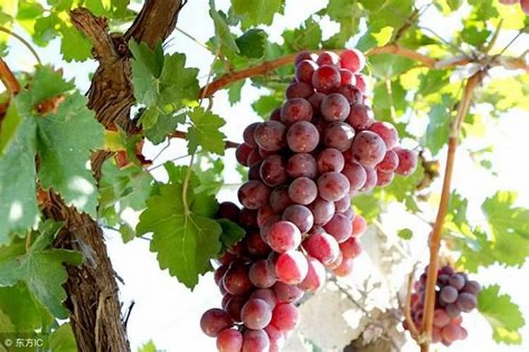 葡萄临近成熟有的讲用了硝酸钾裂果严重是真的吗