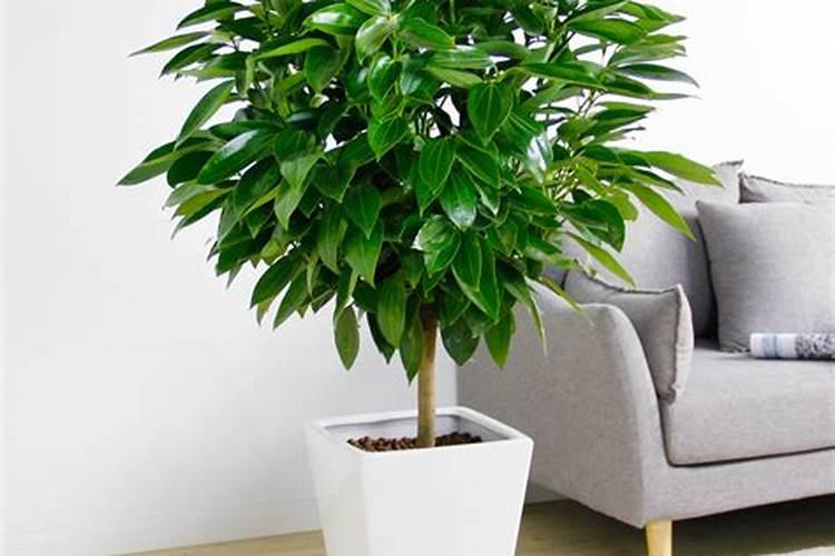 磷肥和化肥的区别