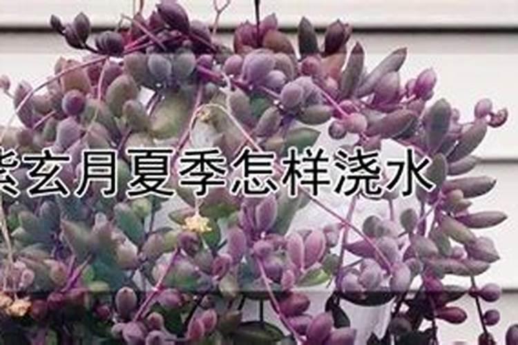 紫玄月怎么养护方法