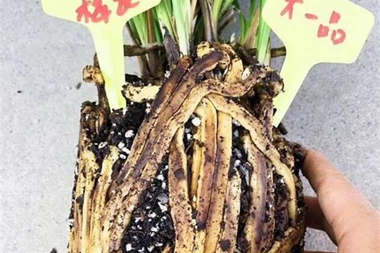 什么肥料对兰花发芽生根开花最好
