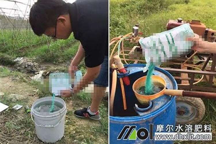三个5公斤冲施肥水配多少斤