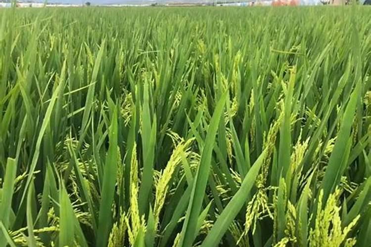 花施氮磷钾肥使用方法