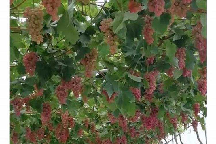 缺钾有什么症状和危害