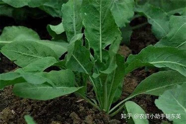 中药材板蓝根增产叶面肥,中药材板蓝根生根膨大素？