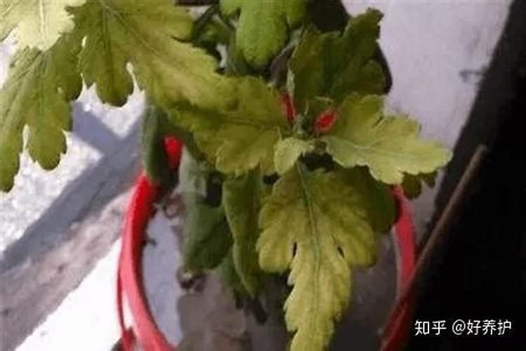 茶叶的用肥方法