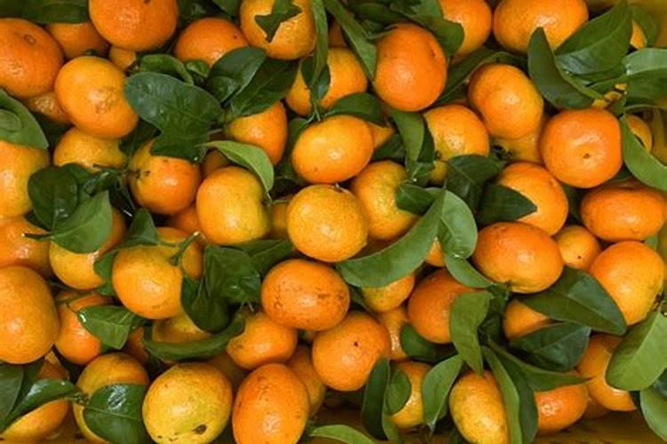 买来的沙糖桔上面的小枝条如何种活？