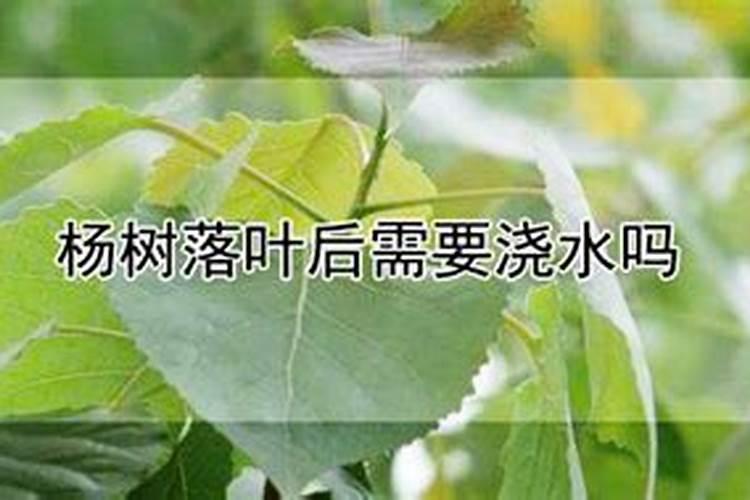 什么品牌的肥料最好