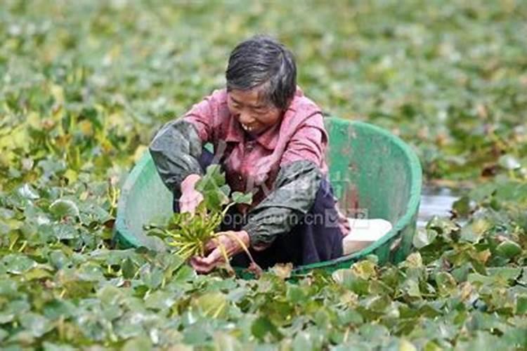 黄土地旱地玉米用什么肥料？