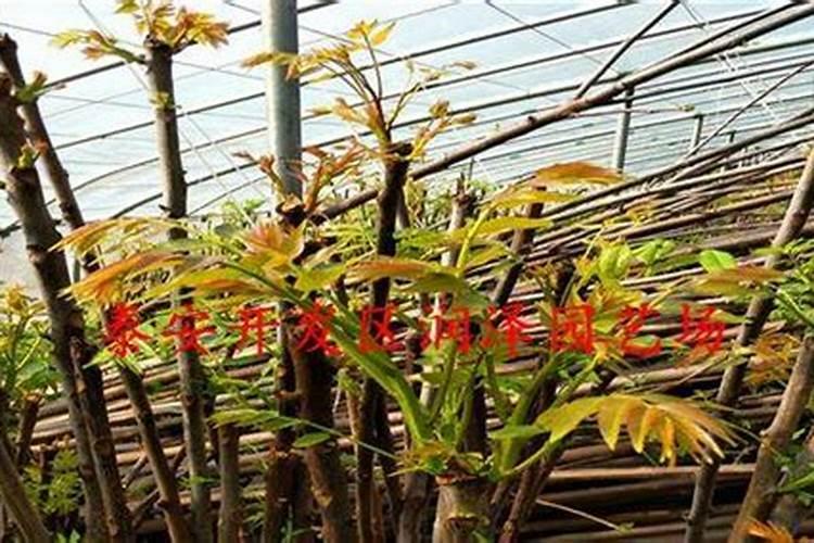 猕猴桃叶面卷曲怎么回事？