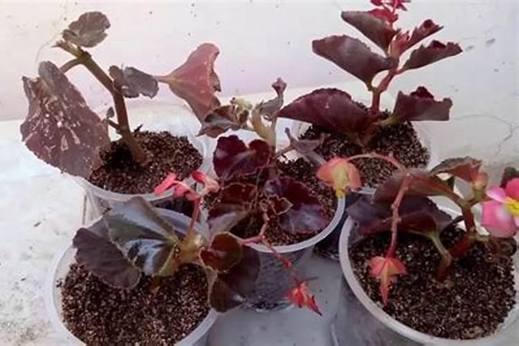 枇杷膨果期用什么肥料产量高？枇杷挂果期冲施什么肥料好？