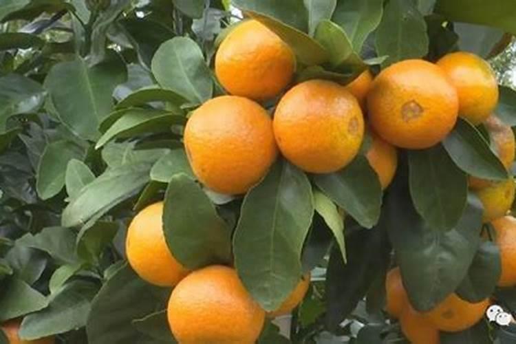 种植金秋砂糖桔可以得到什么？