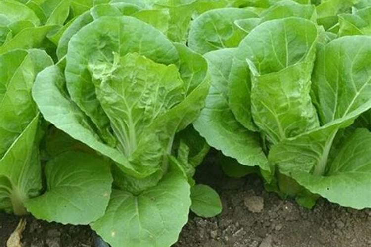种植大白菜怎样施肥才产量高(种大白菜需要什么底肥)