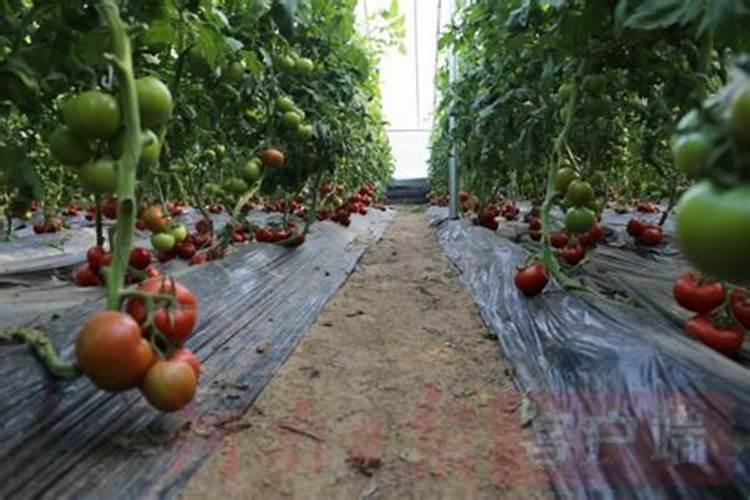 施什么肥让月季花开又多又大花瓣厚(自制月季花肥料)