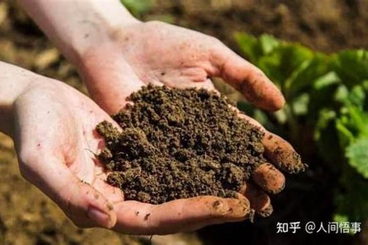 秋天大量使用磷钾肥养君子兰的危害