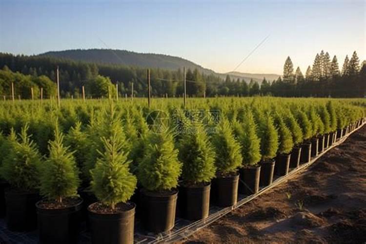 小松树有毒吗 可以放在室内养吗