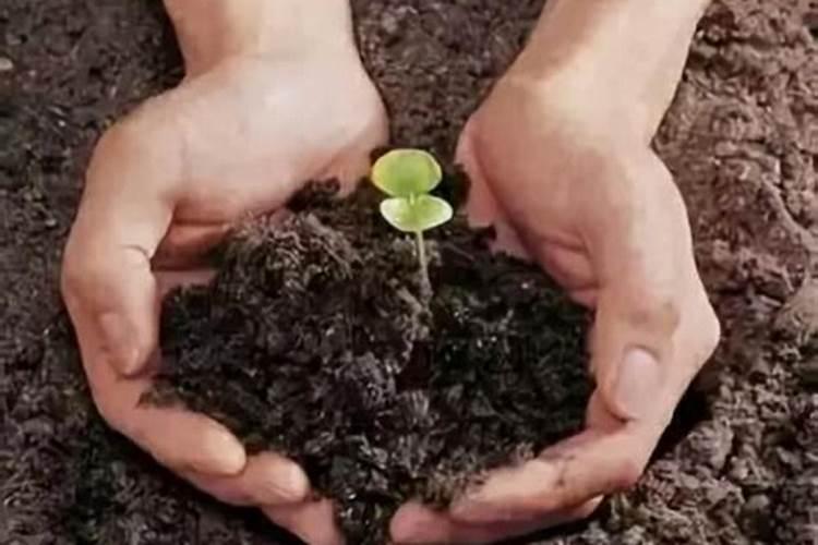 松树用什么肥料最好