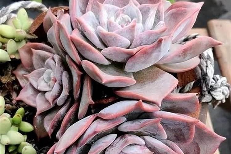 盆栽多肉植物施什么肥 该如何施肥