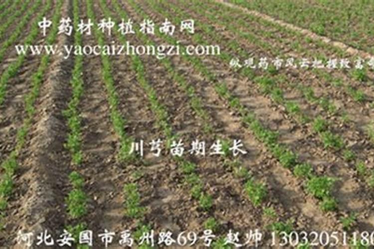 甘蔗老草除草剂有哪些