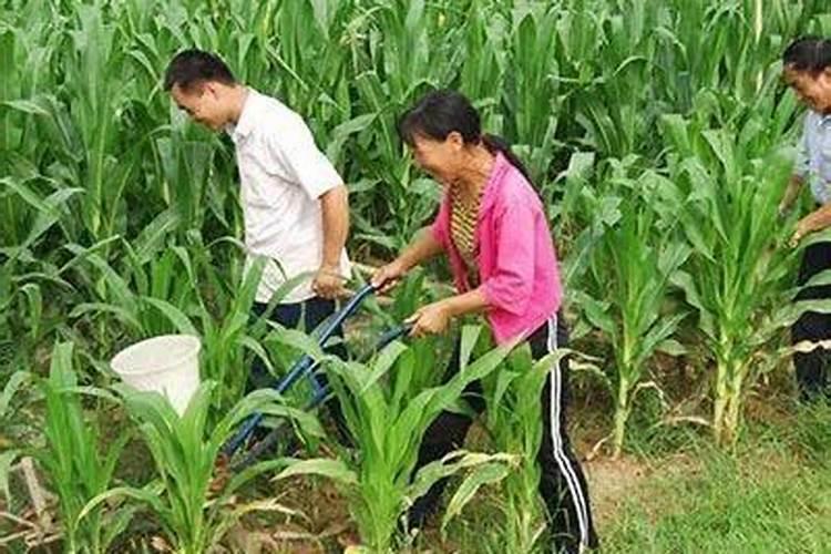 甘蔗地用什么除草剂？