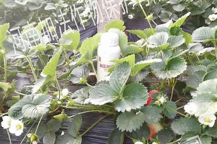 草莓冲施什么样子的肥料比较好？