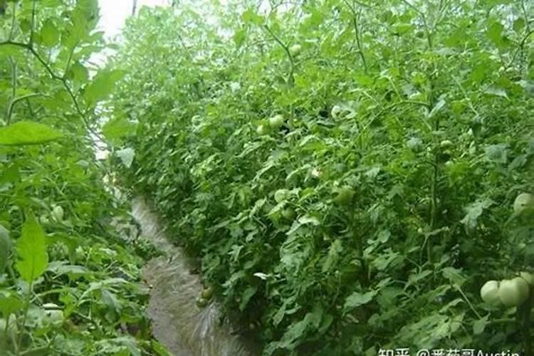 西红柿施肥时间及方法(西红柿结果期追肥有哪四个技巧)