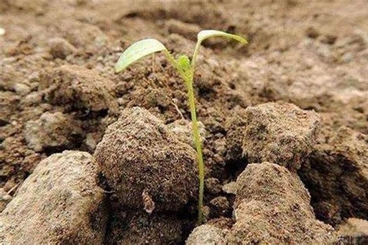 山楂树施肥的最佳时间和方法