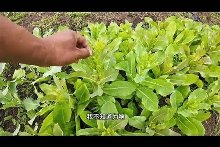 红菜心叶子有点皱怎么回事？