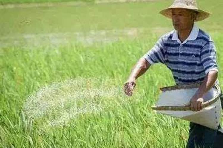 盐碱地用什么肥料好